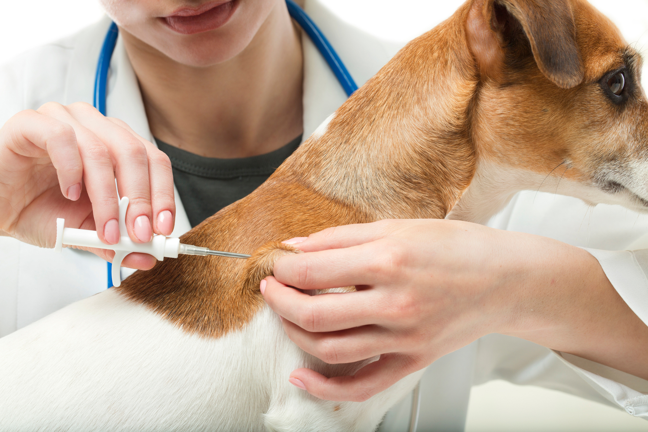 Veterinary Clinics Medical Waste Services